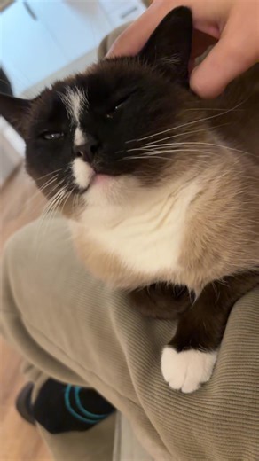 Cat likes massage #cat #catsoftiktok #cats #pet #catlover