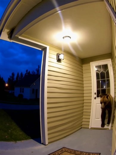 AI bear fail #funnybear #aifail #funnymoments #foryoupage #fyp #bear #getthisviral #fail #ai