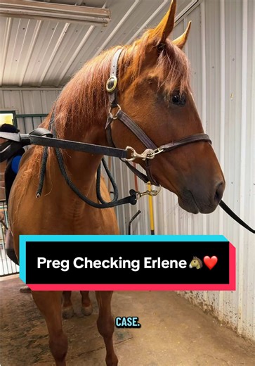 Preg Checking Erlene with Katie Van Slyke