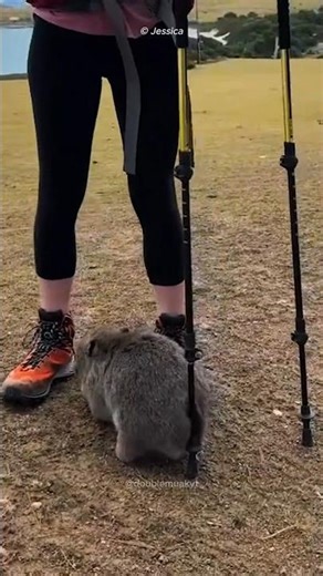 Nature’s Weirdest Defense Move: Wombat Butt Attack!