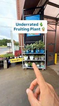 Underrated Fruiting Plant #fruittrees #garden #growyourownfood #fruit