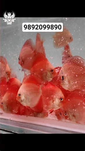 ERUPTION DISCUS #exoticaquariumfish #discusfish #discus