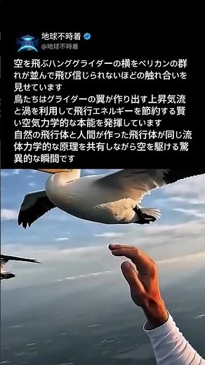 飛行中のペリカンを撫でた？上空で起きた奇跡のような出来事