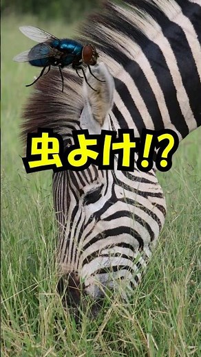 シマウマの縞模様はなぜある？実はハエを避けるためだった #雑学 #シマウマ #shorts