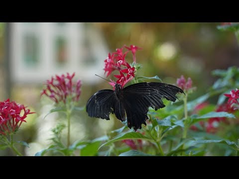 Stunning Butterfly Footage | Magical Nature Moments #butterfly