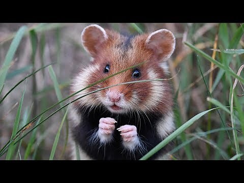 Versi animali.