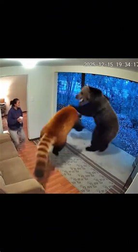 Bear Hug Fail 🐻❌