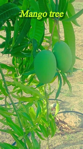 Mango Tree Full of Fruits 😍 | Nature Beauty 🍃 #shorts #naturevlog #trending