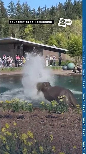 Elephants splash into spring at Oregon Zoo, taking a dip in Elephant Lands exhibit