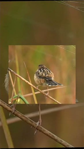 Zitting cisticola bird arranging its feathers while dancing !