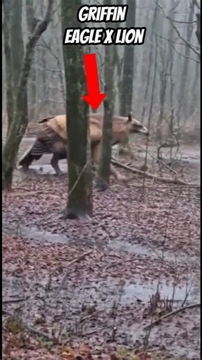 Hybrid Animals That Really Exist!! #animals #animalshorts