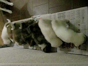 5 Wochen alte Akita Inu Welpen