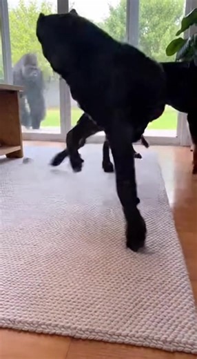 Massive Gorilla Stares Down Dogs at Door