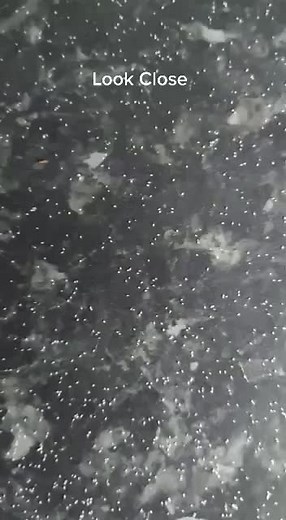 Effective Ways to Eliminate Mold Mites in Your Bathroom