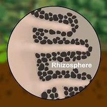 Video: Contact Slide Assay: Qualitative Imaging of Soil Microbiota