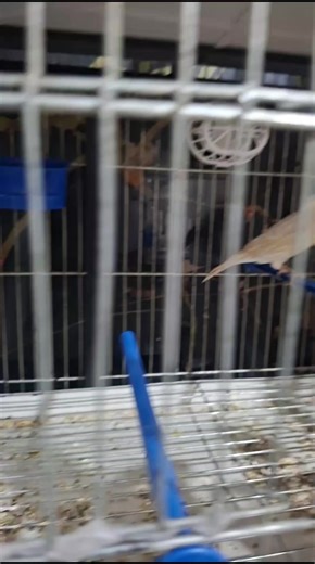 ☬الہشہايہب☬ (@ahmadko1992) adlı kullanıcının Originalton - STAR • COMMANDO ile oluşturduğu videoları