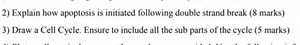 2) Explain how apoptosis is initiated following double strand b... | Filo