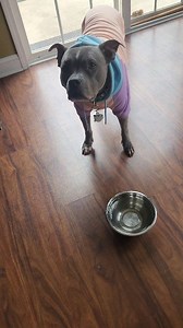 Water please #water #dogs #thirsty #thanks | Jim Lifewithlola