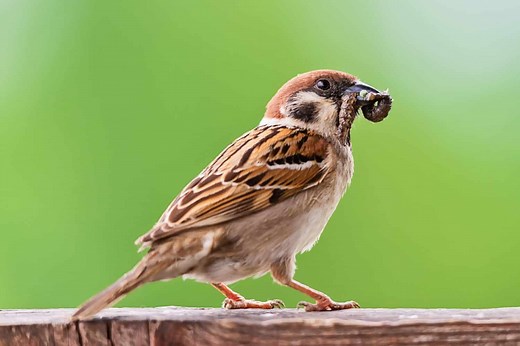 What Do Sparrows Eat? Everything You Need to Know