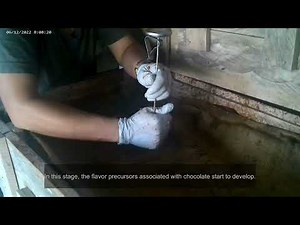 Cacao Bean Fermentation