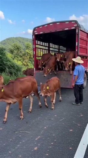 🐂 The Secret of Successful Yellow Cattle Farming – Real Farm, Real Results! #cow