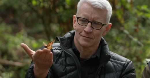 Reviving a monarch butterfly after a cold night on the forest floor