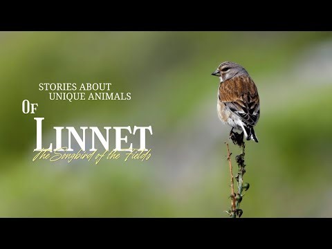The Bird That Gets a "Red Makeover" Every Spring