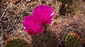 Flowering cactus plants, Pink flowers of Opuntia sp. (polyacantha) in Canyonlands National Park, Utha