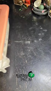 Children's pythons are hatching! | The Molinaro Snake Lab