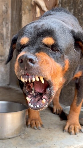 Rottweiler barking sounds #rottweiler #dogtalk #dogcommunication #petsempire #puppy #barking