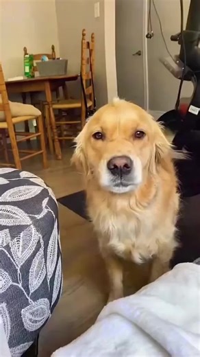 Dogs Smiling with Joy: A Heartwarming Compilation