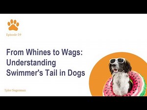 Discovering Swimmer's Tail: A Dog's Pain
