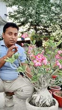 5 adenium care tips #adenium #gardening #garden #plants #shortvideo #shorts #short #trending