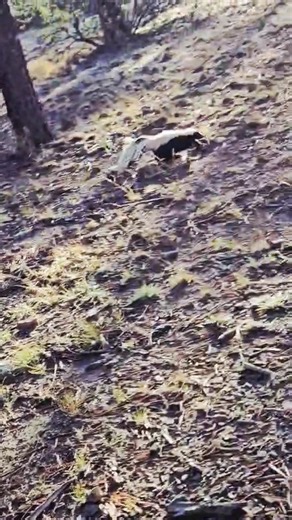 Skunk #234 blasted out of that trap like it had a bus to catch. No hesitation, no backward glance—just poof, gone! This little wanderer is now living its best life in the forest, far from homes and probably telling the other critters about its “wild” adventure with Stinky Sue. #stinkysuesskunkremoval #whitemountainsaz #wildanimals #skunkrelocation #skunk #wildlife | Stinky Sue's Skunk Removal | Facebook