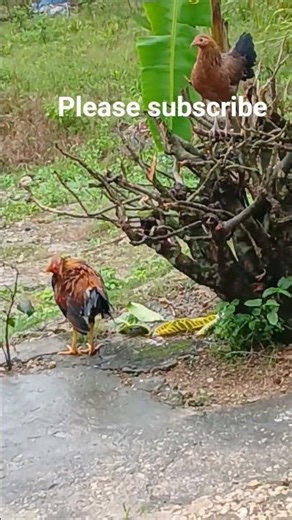 Jamaica game fowl fight part 6