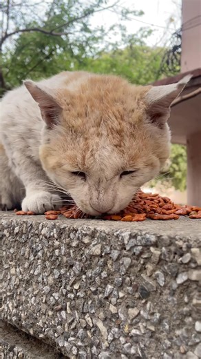 feeding time #youtubeshorts #13million #catfeeding #cute