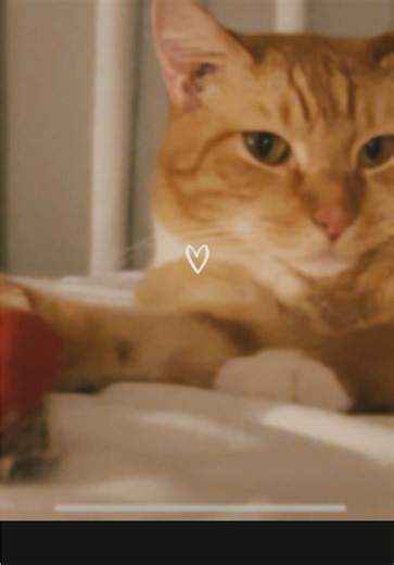 Cute Cat Moments for Valentine's Day