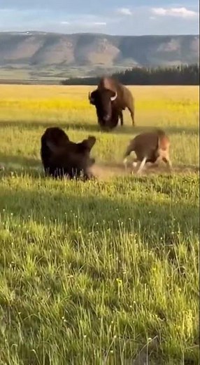 Bison Brawl: Nature's Fury Meets Adorable Calf! #BisonBrawl #WildLife #Nature'sFury