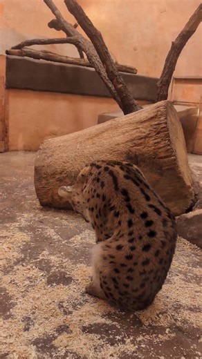 When a Serval Shows Its Personality 🐆