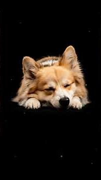 Gentle Pet Lullaby 🐾 Calm Music for Pets | Full Lullaby on Channel