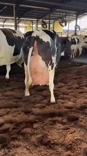 123K views · 6.1K reactions | #cow #dairyfarm #dairy_farming #modern_dairy_farming #modern_agriculture #agricultural_machines #amazing_technology #advance_technology #modern_technolog | Okara Mandi | Facebook