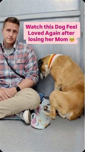 Rocky Kanaka on Instagram: "Watch this Dog Feel Loved Again after losing her Mom 🥹"