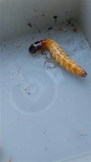 Beetle Larva