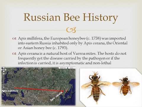 The Russian Honey Bee Part 1