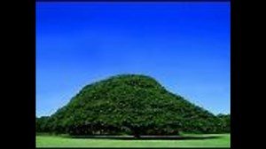 【この木】なんの木【気になる木】full版