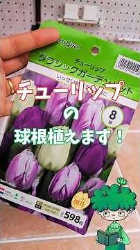 チューリップの球根植えます！ #ガーデニング