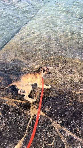 Exploring 🌊 #silkenwindsprite #fyp #dog #viral #puppylove