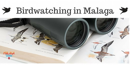 Guide to birdwatching in Malaga