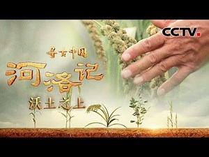 小米的祖先是狗尾巴草？还和江山社稷有关联？《河洛记·沃土之上》| CCTV「寻古中国」20231114