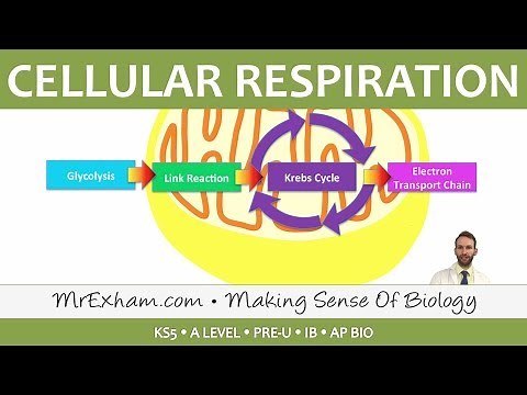 Cellular Respiration - Introduction to Respiration - Post 16 Biology (A Level, Pre-U, IB, AP Bio)
